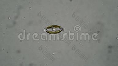 显微镜下一个白色背景的硅藻藻